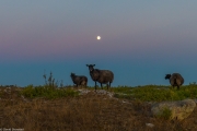 Stora Karlsö Gotland