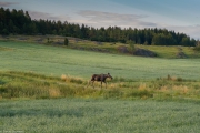 Älgpromenad